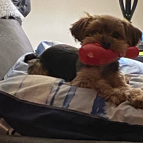 Meet your Posher, Sylvie - Picture 8 of 8